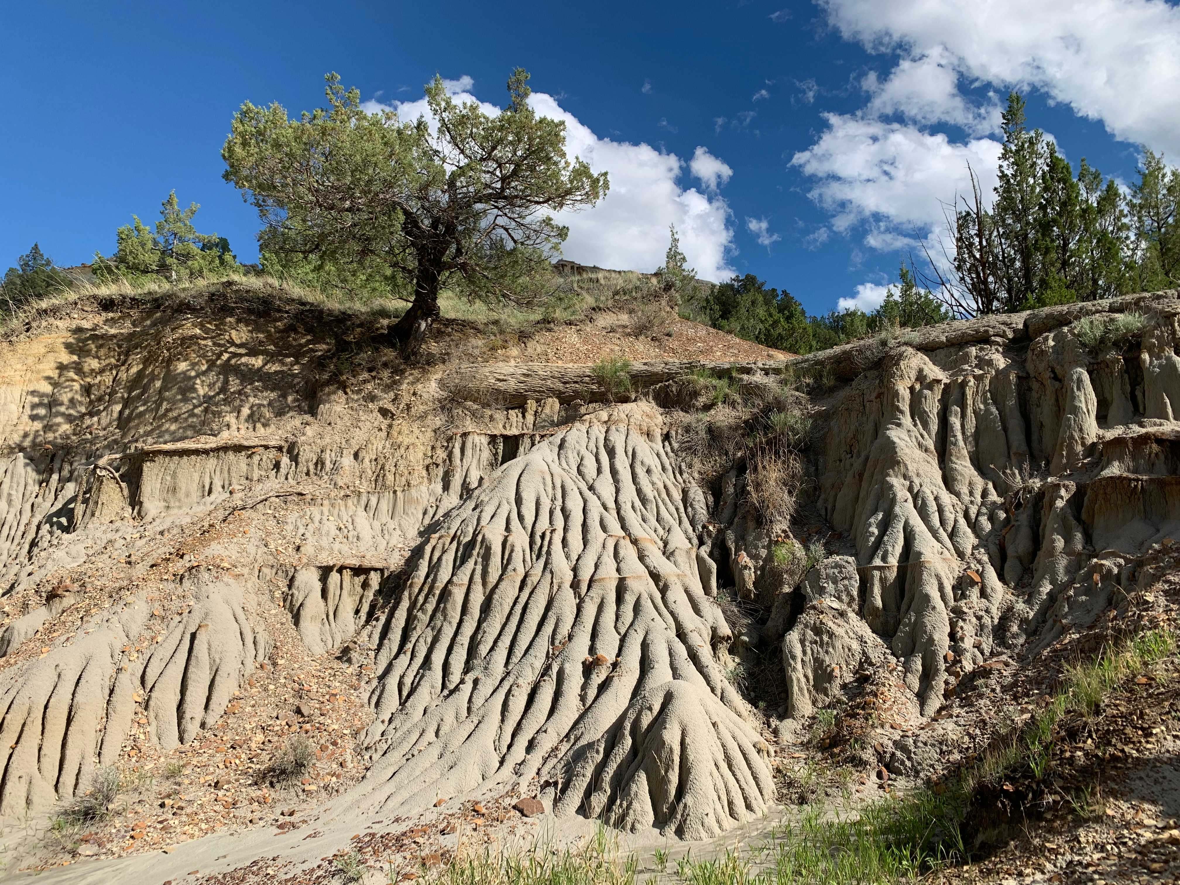 Theodore Roosevelt NP